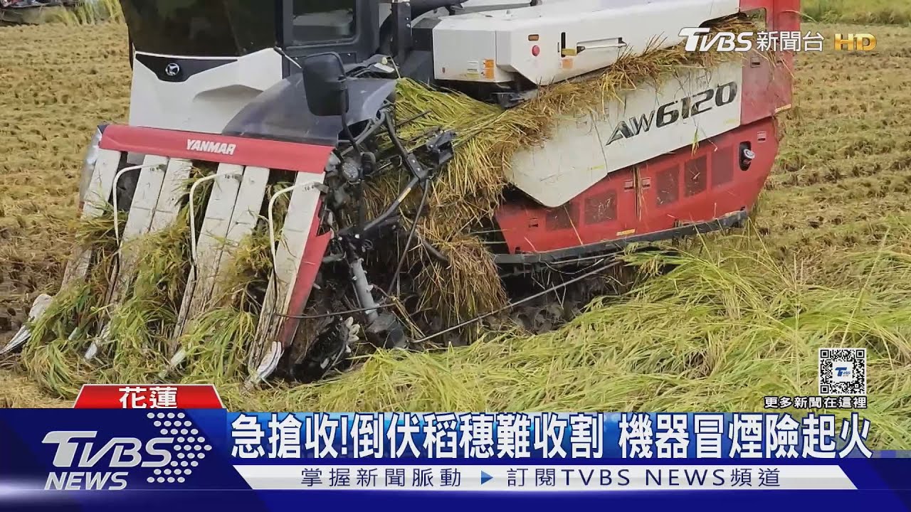 急搶收!倒伏稻穗難收割 機器冒煙險起火