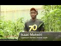 Small Scale Capsicum Farming Guide And Tips Horticulture Part 1