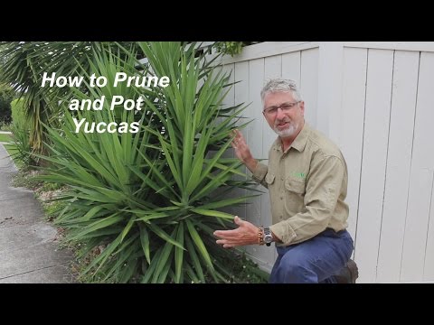 , title : 'How to Prune and Plant Yuccas'
