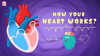 How Your Heart Works? - The Dr. Binocs Show | Best Learning Videos For Kids | Peekaboo Kidz
