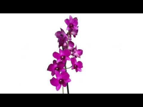 Brain Damage ft Kiddus I - Grandma Dub