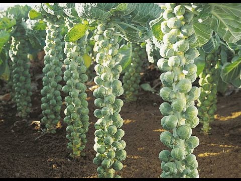 , title : 'How To Grow Brussel  Sprouts  From Seed At Home (A Complete Step by Step Guide)