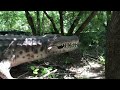 My Visit To The Dinosauria Exhibit At The Detroit Zoo