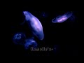 🪼 TV Girl Calm Playlist Timestamps 🪼
