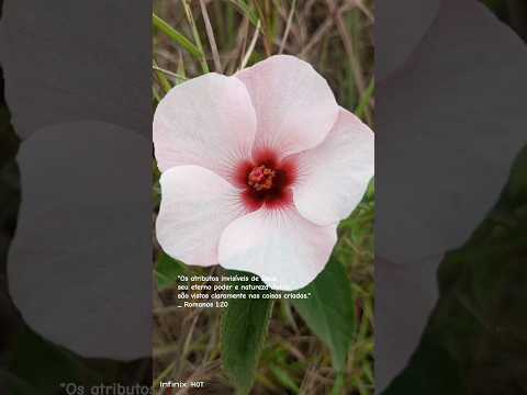 🌸 FLOR LINDA DEMAIS | GOUVEIA/MG #gouveia #gouveiamg #flores #cerradomineiro #keilacamilonatureza