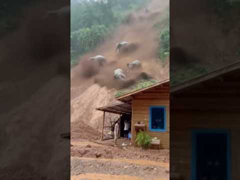 โอ้โห‼️โขลงช้างร่วงลงเขาทั้งโขลง🫣 #viral #elephant #animals #animallife #shortvideo
