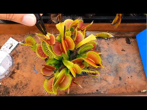 Feeding 14 Hungry Traps—Venus Flytrap Feeding Frenzy!