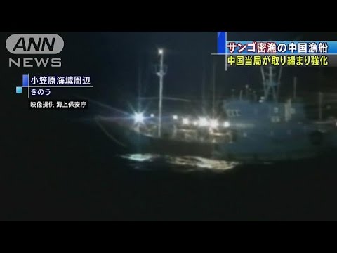 Pescadores chinos sacan coral de forma ilegal de aguas japonesas &middot; Global Voices en Español