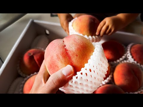 Arakawa Pfirsich von Steuern in Japan gekauft