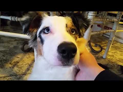YouTube video about: Does picking up a dog by the scruff hurt?