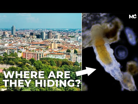 Tardigrade under Microscope and How to Find Them: City Park Edition - Water Bears Exploration Tips