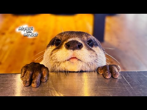 Aty verliebt sich in das japanische Haus [Flussotter leben Tag 864]