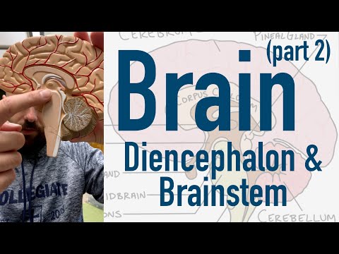 Brain: Diencephalon and Brainstem