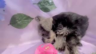 ミニチュアシュナウザーの動画01