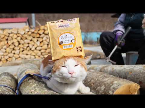 ちびとなめこの植菌 2022　220414