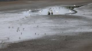 季新友善水鳥魚塭：一池10種鳥！