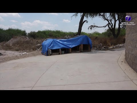 Piden apoyo de las autoridades para erradicar el maltrato animal