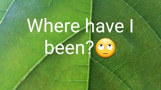 Why did I stop uploading videos?🙄