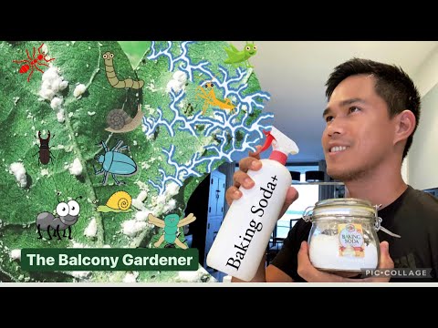 BAKING SODA Powerful ORGANIC Pesticide Mix!