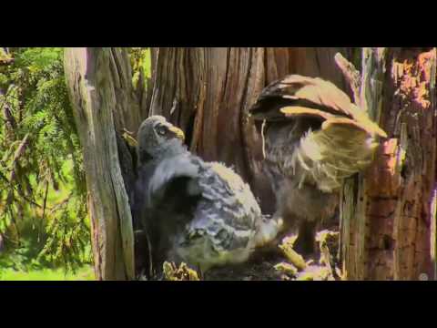 2017 05 30 Little owlet holds mom's foot and won't let go Explore.org