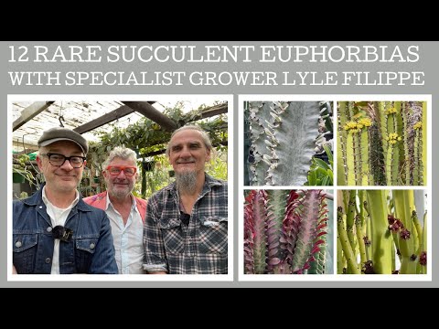Plant profile: 12 Rare succulent Euphorbias with specialist grower Lyle Filippe!