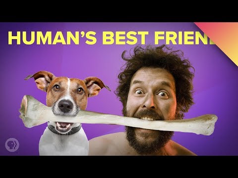 犬と人間。3万年の友情(MinuteEarth (Dogs and Humans: A 30,000-Year Friendship (ft. MinuteEarth))