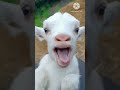 Bakri Ki Awaaz