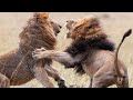 LION Vs LION The Ultimate Fight Compilation