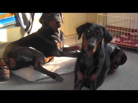 Lema (Emblemadelsolenero)  14/04/2008 - 31/07/2012