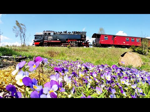 Dampfloks im Harz - Frühling an der Brockenbahn