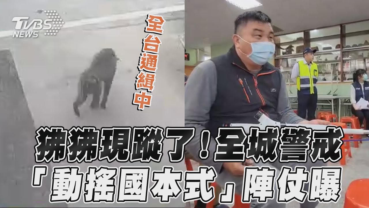 往六福村方向?狒狒桃園東南方竄逃 網歪樓:是要回家