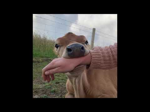 (FREE) glaive x ericdoa x brakence guitar hyperpop type beat "haunted"