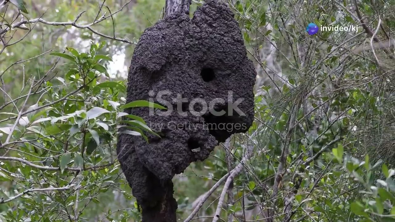 Termites