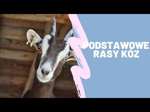 , title : 'Podstawowe rasy kóz'