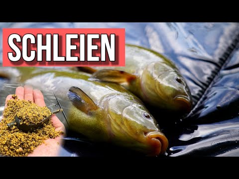 Das lieben Schleien! So klappt es fast immer