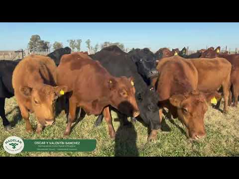 AGROCASCA _ 23 VACAS VACIA para INVERNADA de 440 kg en CARLOS TEJEDOR, BUENOS AIRES 22-05-2026
