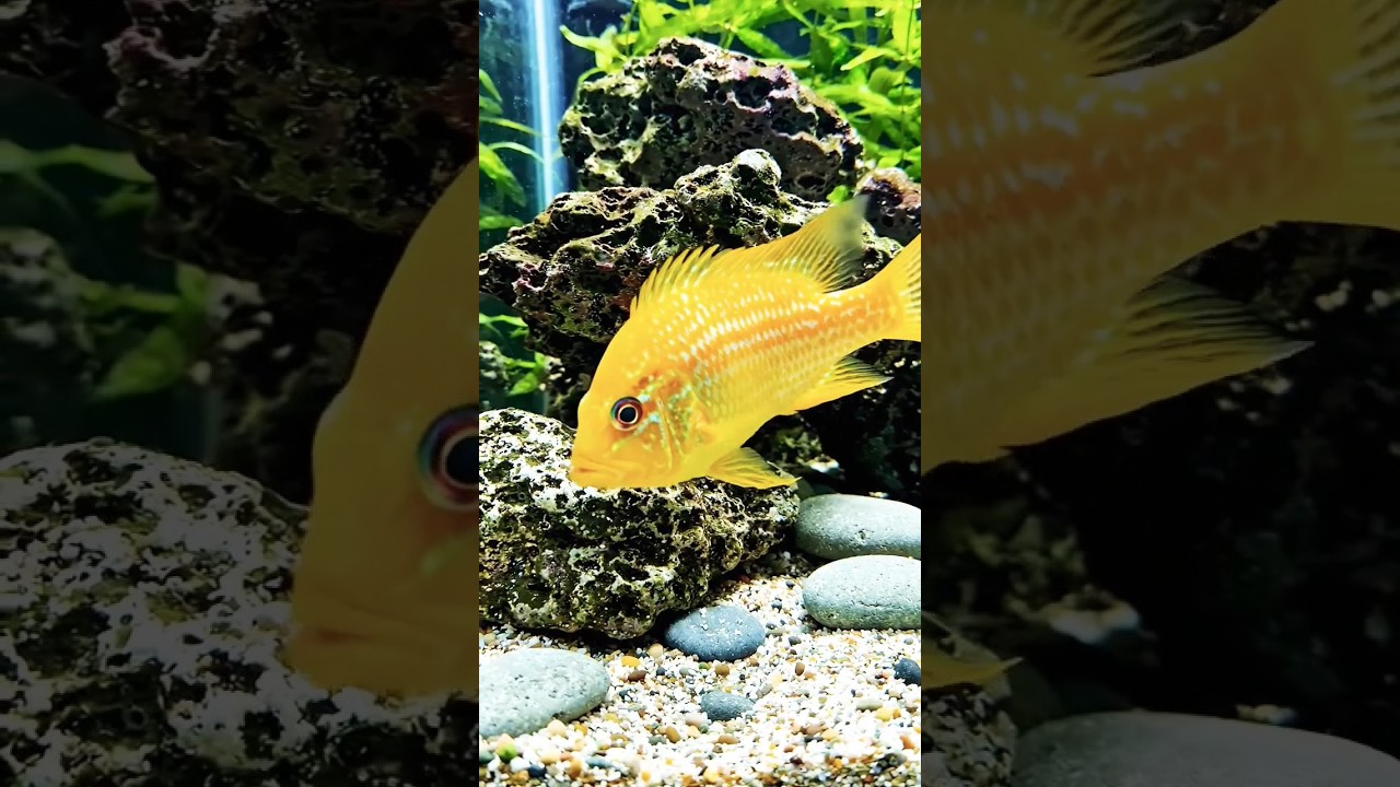Yellow 💛 African Cichlid Fish #tropicalfish #africancichlids