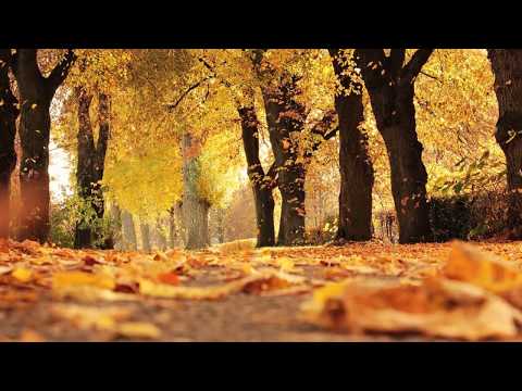 Florin Stefan - N-ar fi frumoasa dimineata