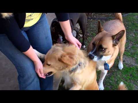 Ellie, an adopted Golden Retriever & Border Collie Mix in Long Beach, CA_image-1