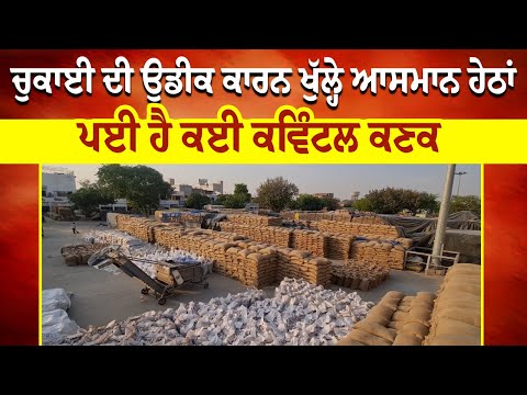 ਖੁੱਲ੍ਹੇ ਆਸਮਾਨ ਹੇਠ ਕੁਦਰਤ ਦੇ ਰਹਿਮੋ ਕਰਮ 'ਤੇ ਪਈ ਕਈ ਕਵਿੰਟਲ ਕਣਕ