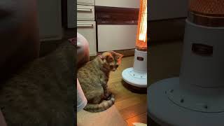 暖をとる猫。　#shorts