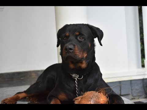 Rottweiler peeling coconut...