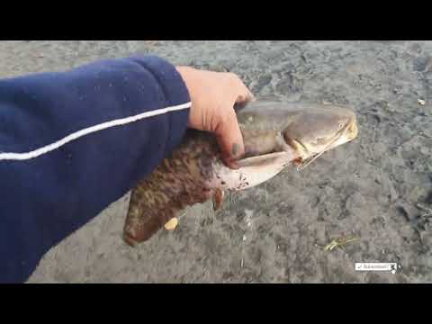 FINAL aventura 2 saptamani de PESCUIT in DELTA DUNARII--DUNARE,TE IUBESC!