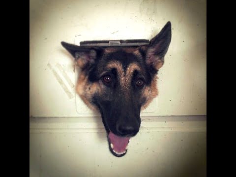 Best Dumb dog compilation NOT THE SMARTEST DOGS doing DUMB THINGS   LAUGH at FUNNY DOGS