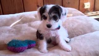 MARY HOPKIN - The Puppy Song (1969) Featuring Princess Paris