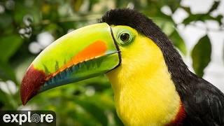 LIVE Toucan TV: Rescued Toucans in Costa Rica - Toucan Rescue Ranch | explore.org