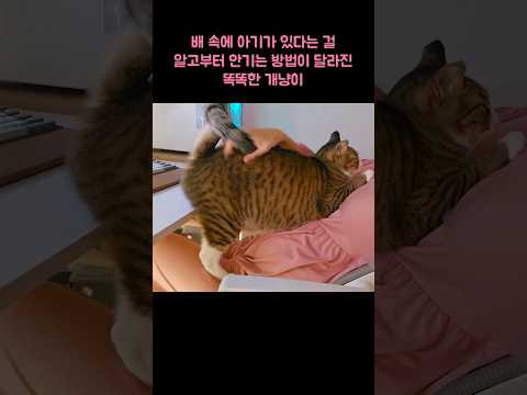 배 속에 아기가 있다는 걸 알고부터 안기는 방법이 달라진 똑똑한 개냥이