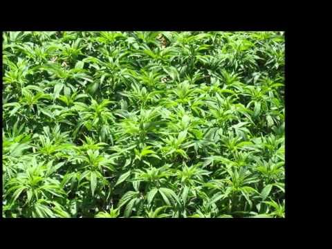 The Weed Nerd One Season By Mendo Dope