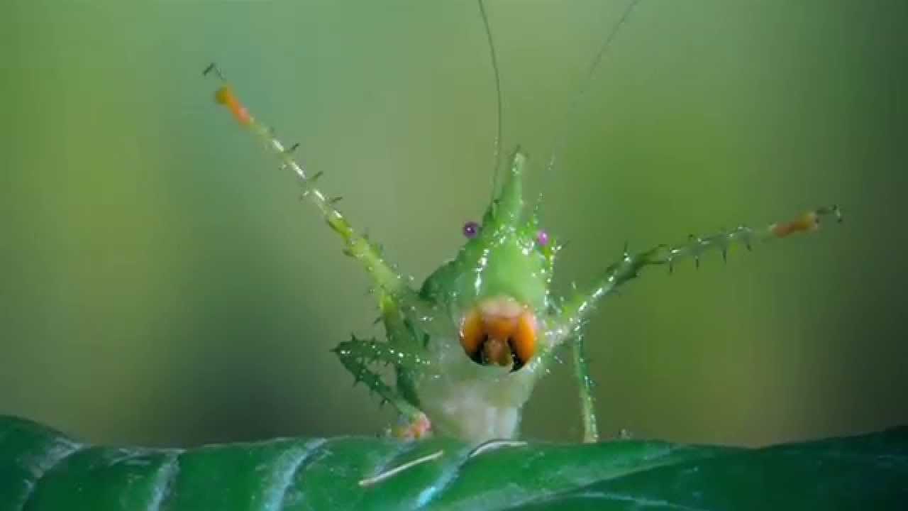 Bugs! A Rainforest Adventure - OFFICIAL TRAILER