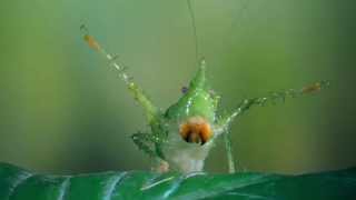 Bugs! A Rainforest Adventure - OFFICIAL TRAILER